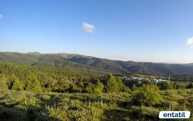 Akdağmadeni Ormanları