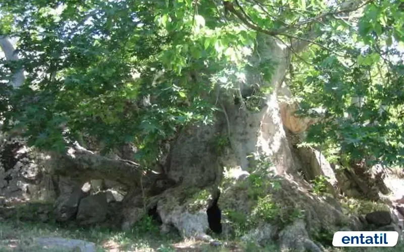 Anıt Çınar Ağacı