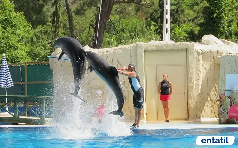 Dolphin Park