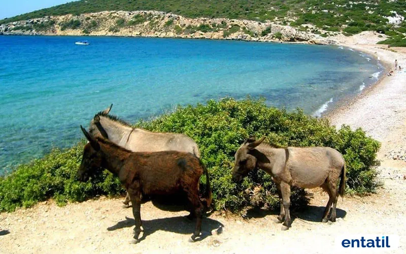 Eşek Adası
