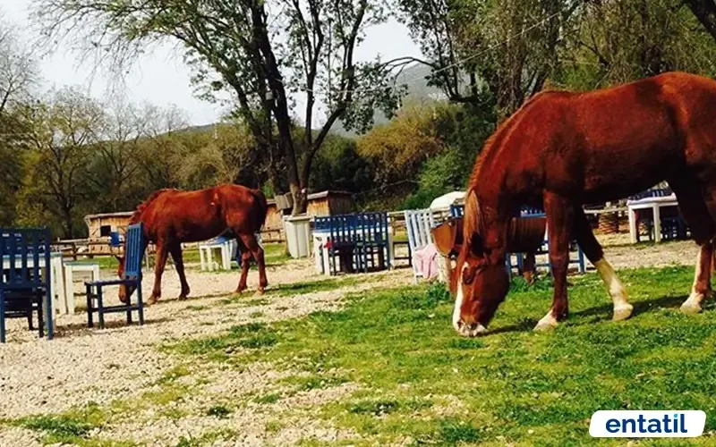 Kaş At Çiftliği