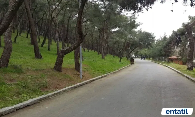 Büyükada Tabiat Parkı