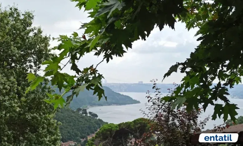 Çam Vadisi Mesire Alanı