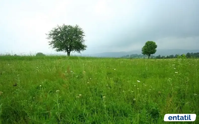 Uzunçam Yaylası