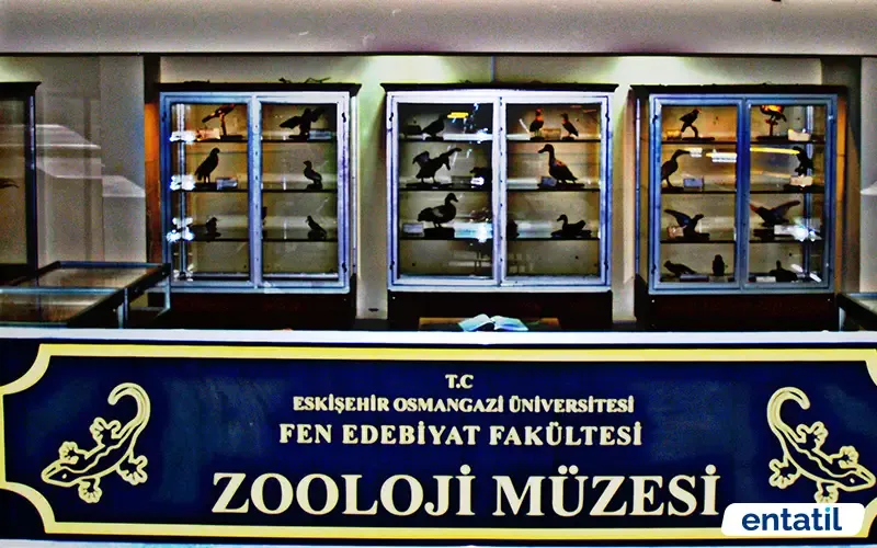 Esogü Zooloji Müzesi