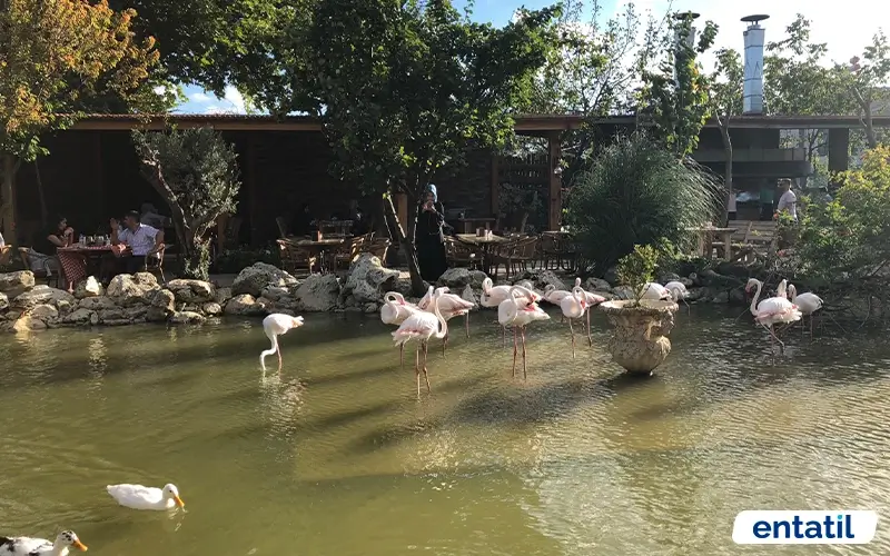 Flamingo Köyü
