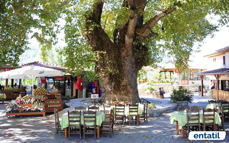 Bayır Köyü
