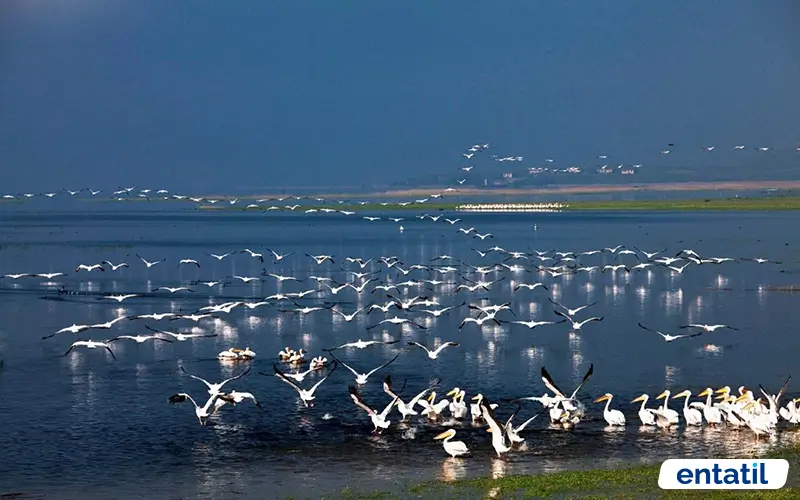 Manyas Gölü ve Kuş Cenneti Milli Parkı