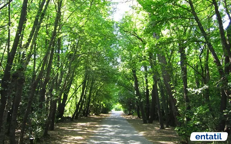 Sığla Ormanı Tabiat Parkı